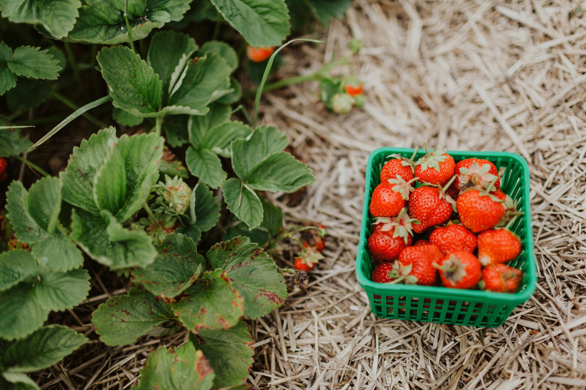 Take the family strawberry picking